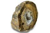 Petrified Wood Limb Round with Chalcedony - Indonesia #271366-2